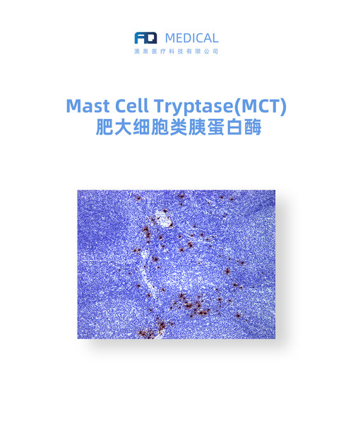 Mast Cell Tryptase (MCT) 肥大细胞类胰蛋白酶