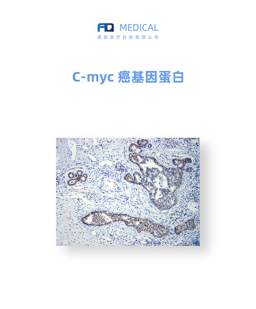 C-myc  癌基因蛋白