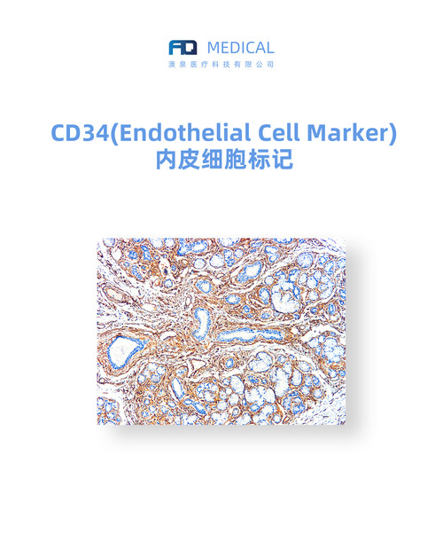 CD34 (Endothelial Cell Marker)  内皮细胞标记  