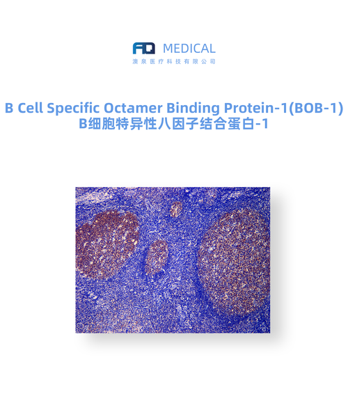 B Cell Specific Octamer Binding Protein-1 (BOB-1)  B细胞特异性八因子结合蛋白-1