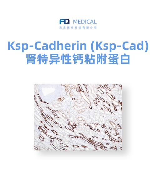 Ksp-Cadherin (Ksp-Cad)  肾特异性钙粘附蛋白