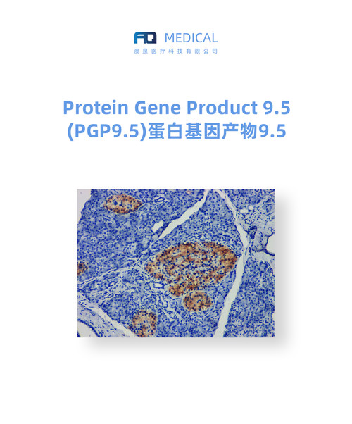 Protein Gene Product 9.5 (PGP9.5) 蛋白基因产物9.5