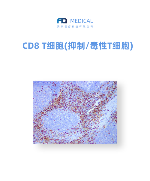 CD8 T细胞 (抑制/毒性T细胞)