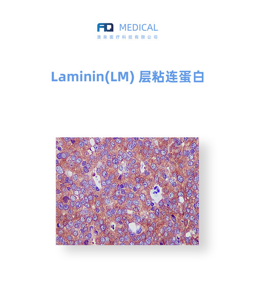 Laminin (LM)  层粘连蛋白  