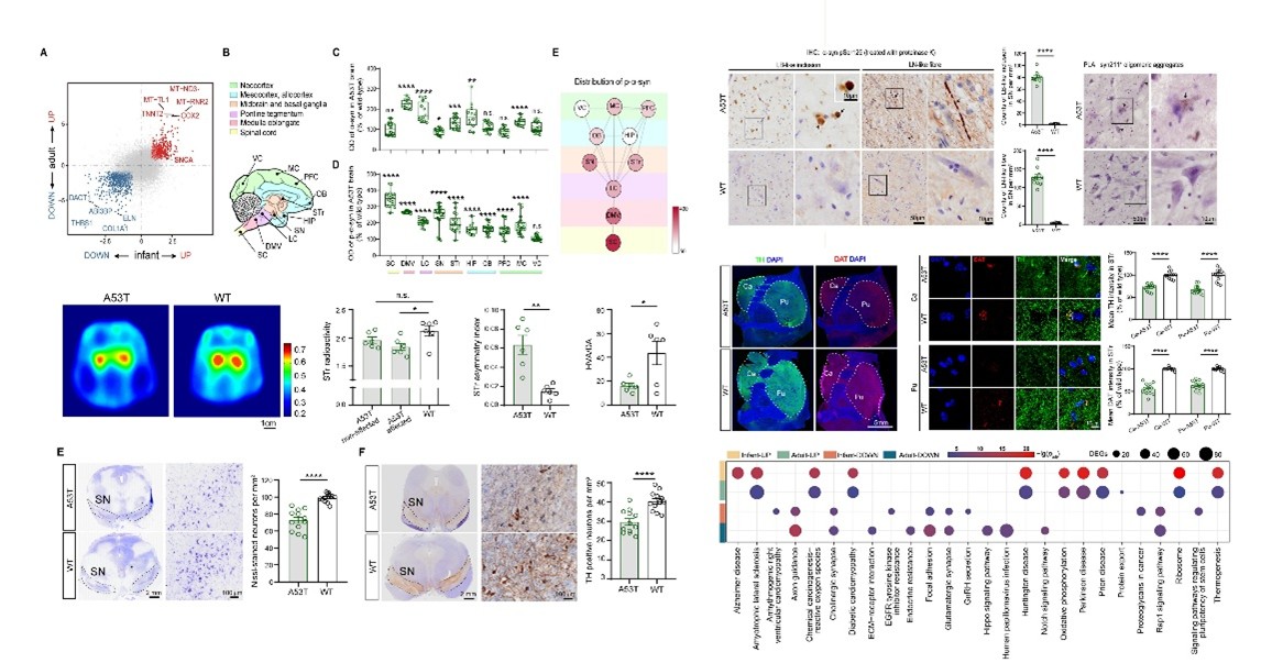 图1.转基因猴表现出PD病理和多巴胺损伤