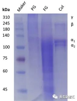 融智汇，青岛融智汇，Real BioTech， 鱼鳞胶，鱼骨胶，鱼胶， Fish Scale Fluid， Fish Bone Fluid， Fish Fluid，鱼类胶原蛋白 