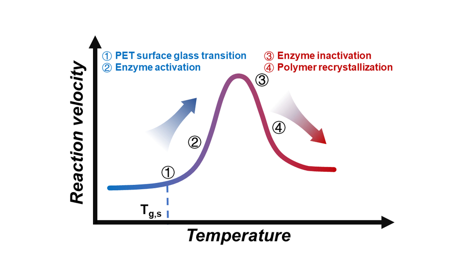 The temperature dependence of the enzymatic degradation of PET is controlled by a complicated interplay among the surface glass transition and recrystallization of PET and the thermal activation and inactivation of enzymes